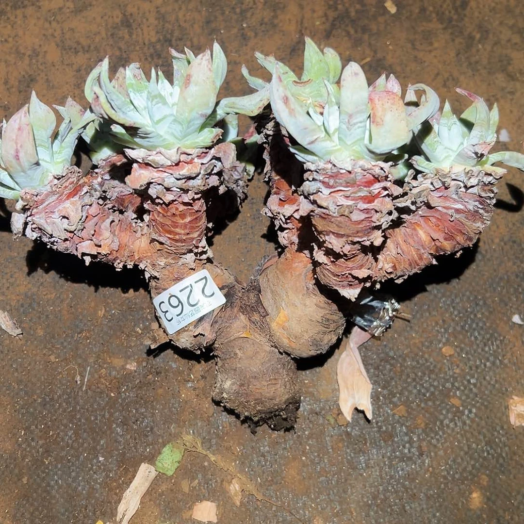 3代杂交仙女杯多肉。处理