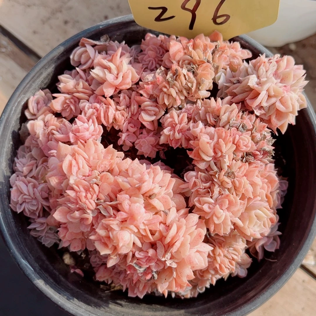 296号蓝色惊喜缀15公分