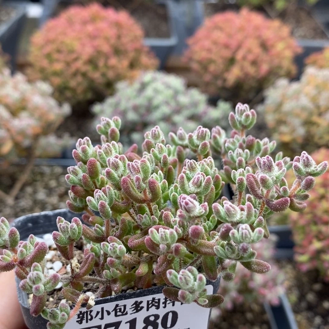 红宝石7180枝干番杏