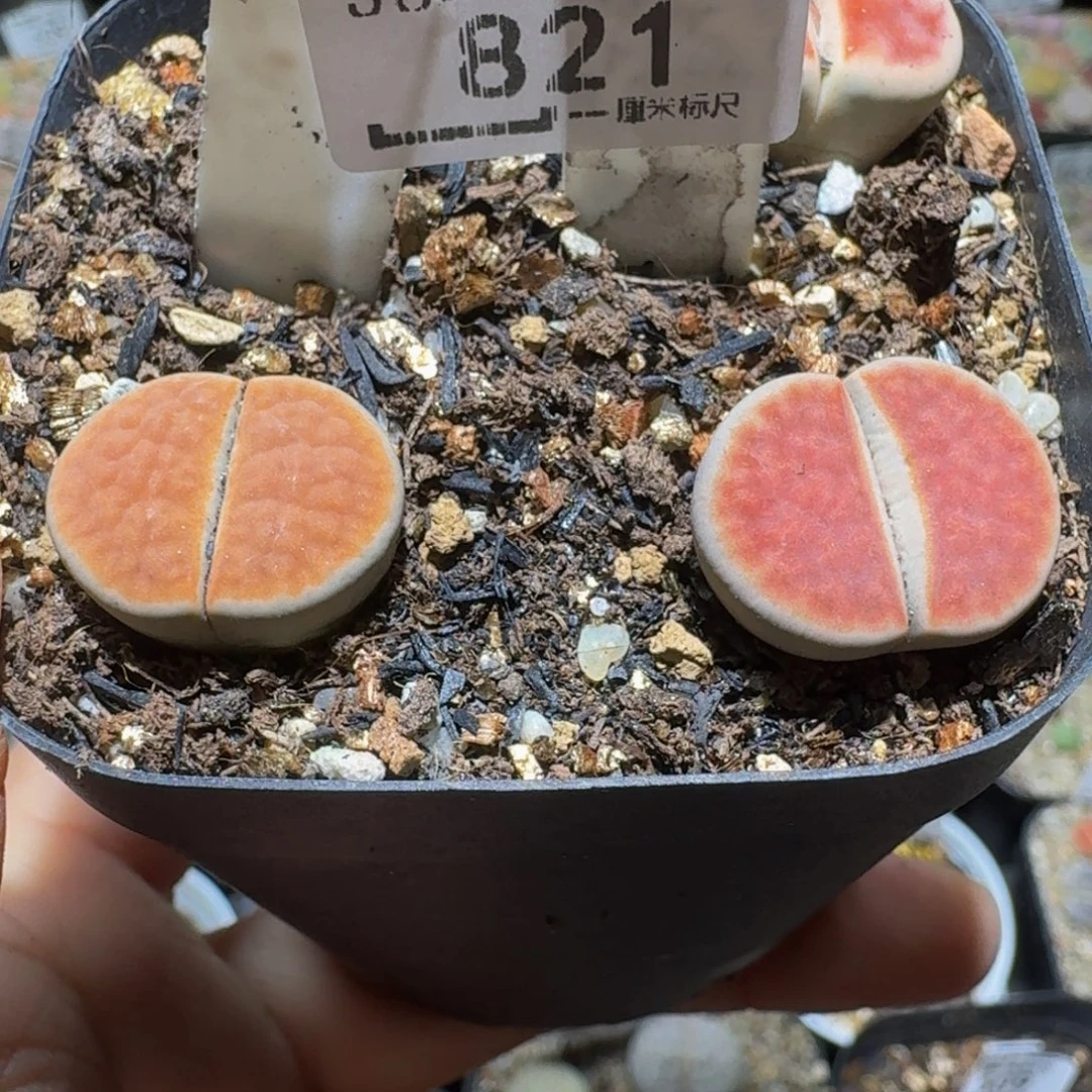 Ssss精品生石花821