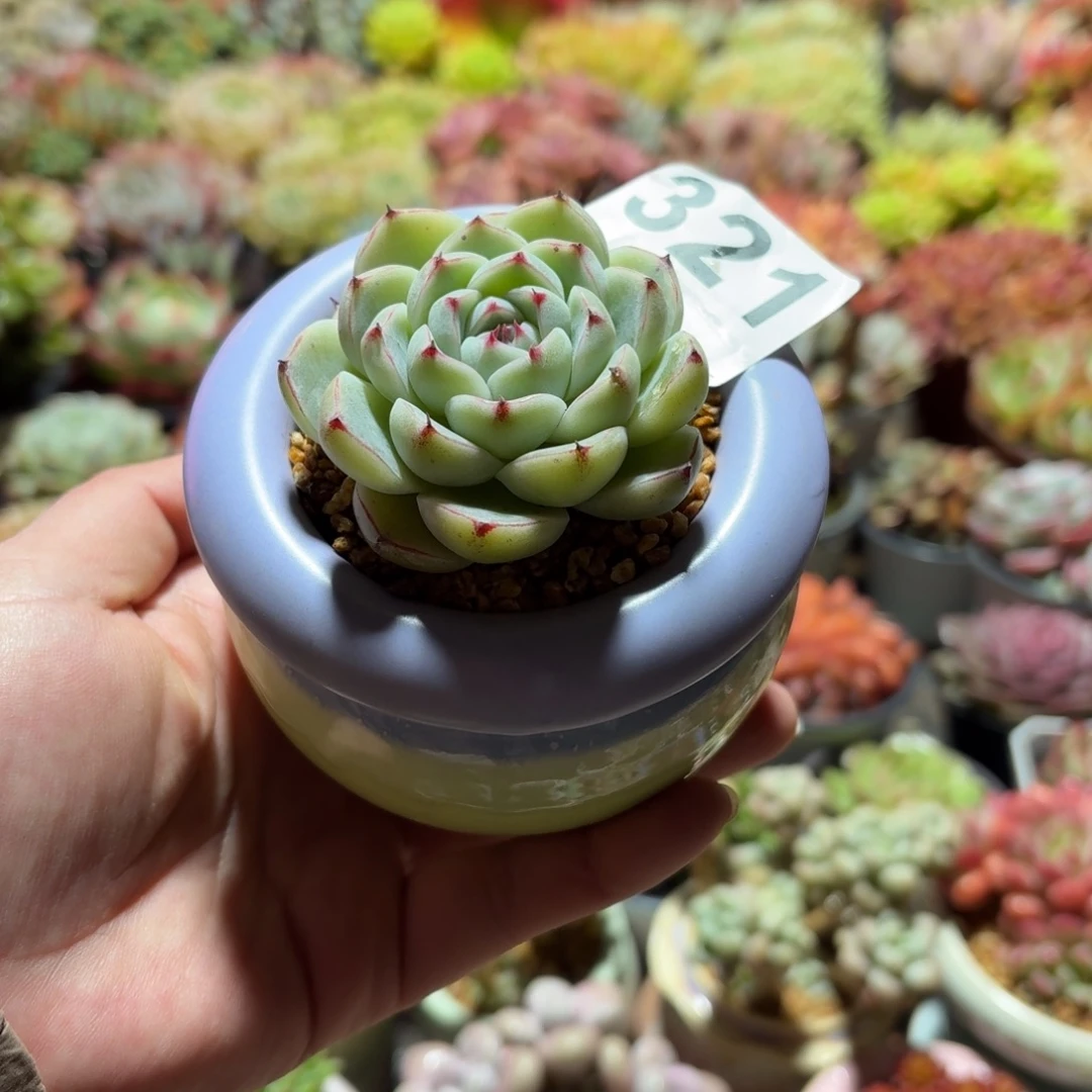 汪***贝白吉吉多肉带盆发货321