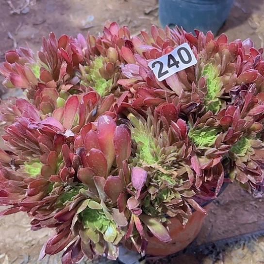 m****o多肉植物一个