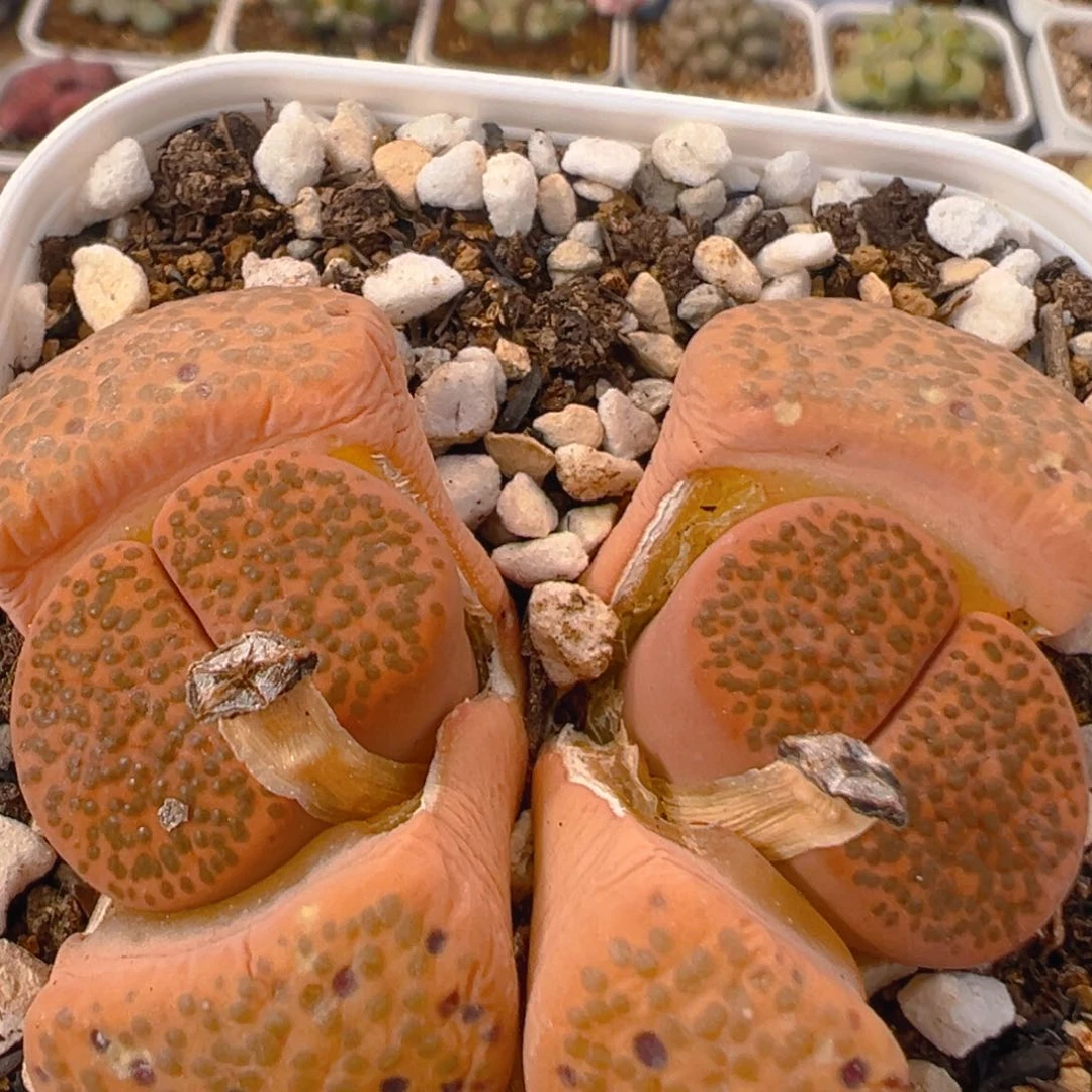 132多肉植物百科名片