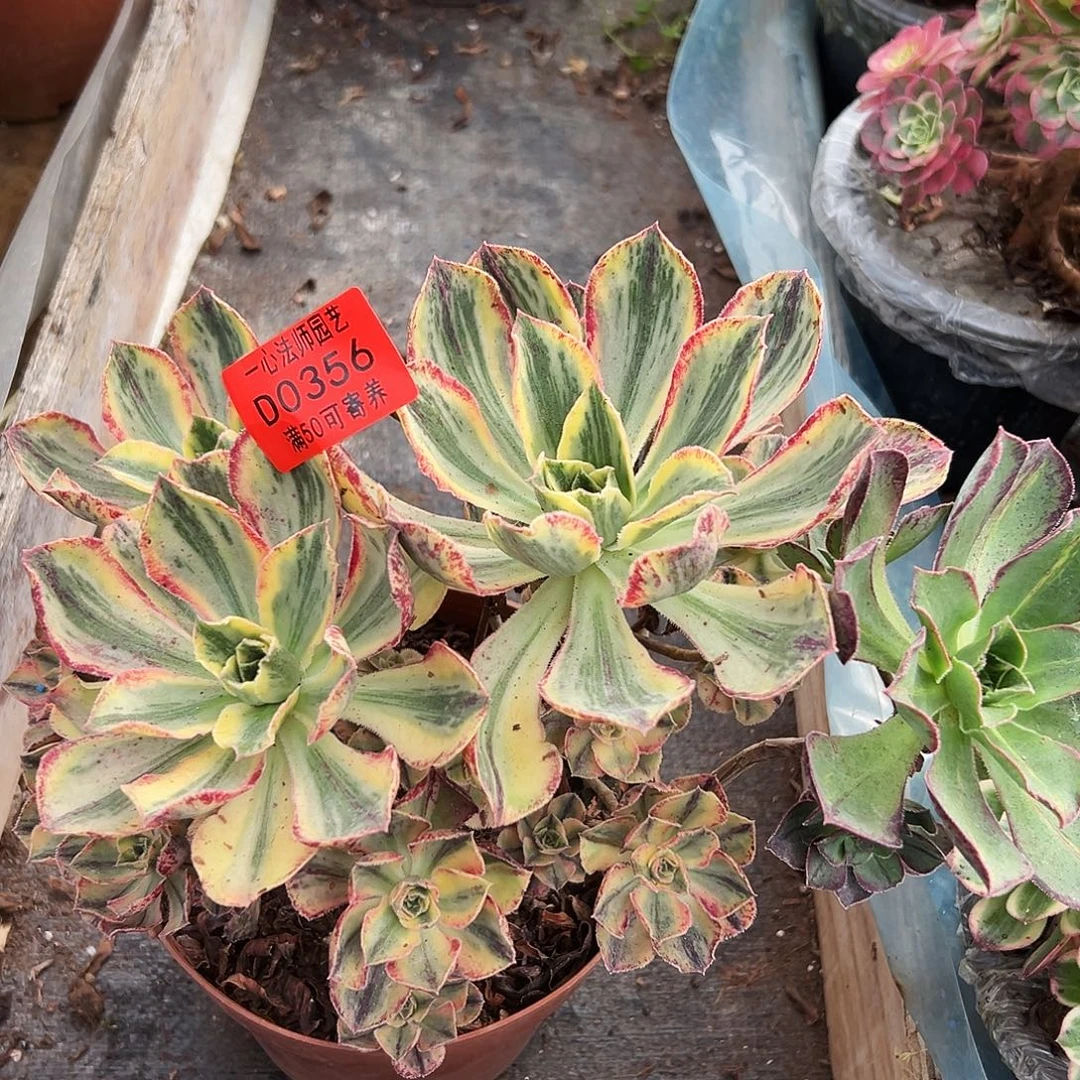 0356多肉植物青花瓷