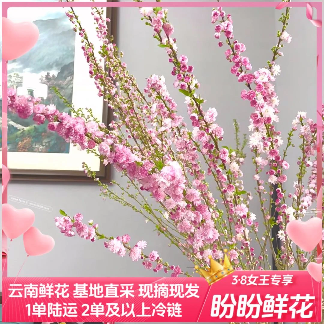 【凑单福利/盼盼鲜花】珍珠李 一单陆运/两单升级冷链 云南鲜花