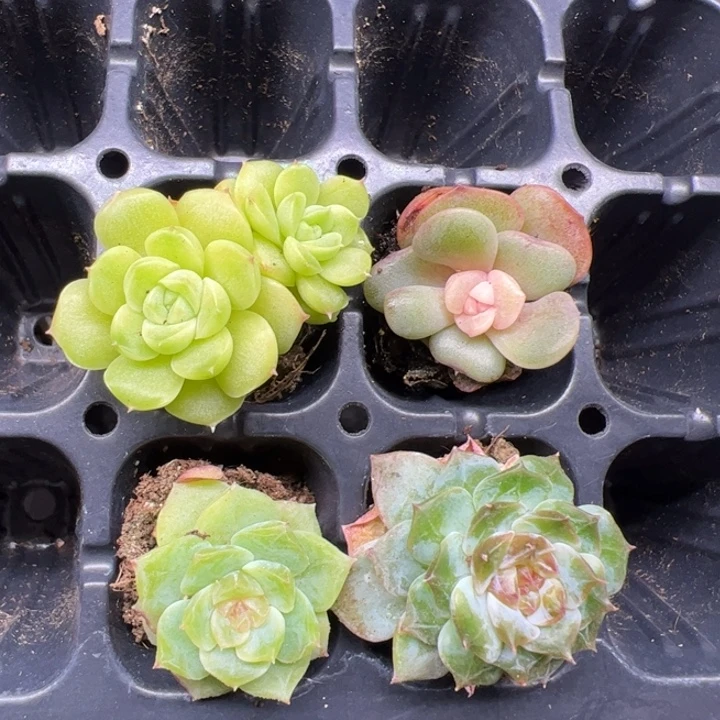 风花雪月苗子四颗一组，不同个体