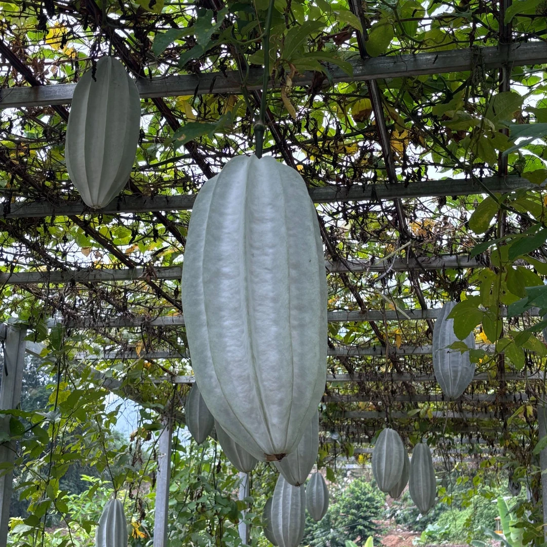 杨桃南瓜南非牡蛎瓜观赏摆件文玩观赏可放置一年可食用顺丰包邮