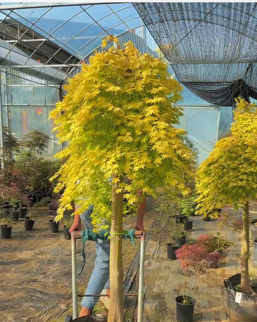 瀑布流泉枫 适合盆栽地栽