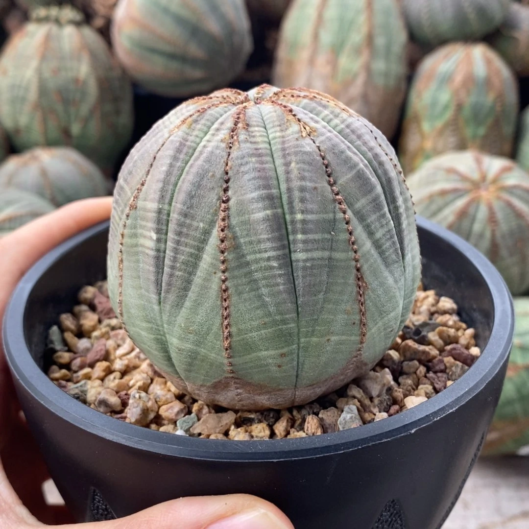 11欧系实生布纹球一物一拍