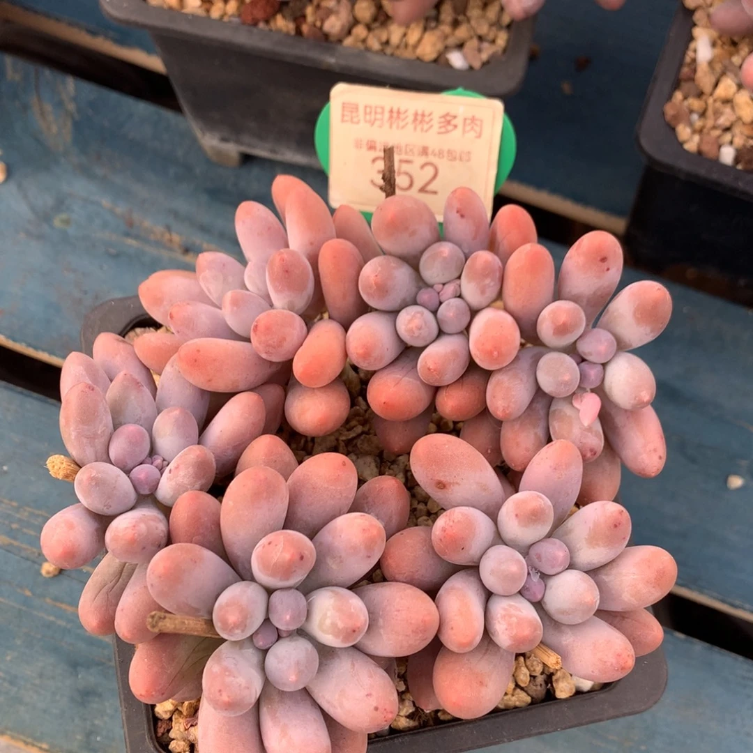 汤圆无砍平头一物一拍352