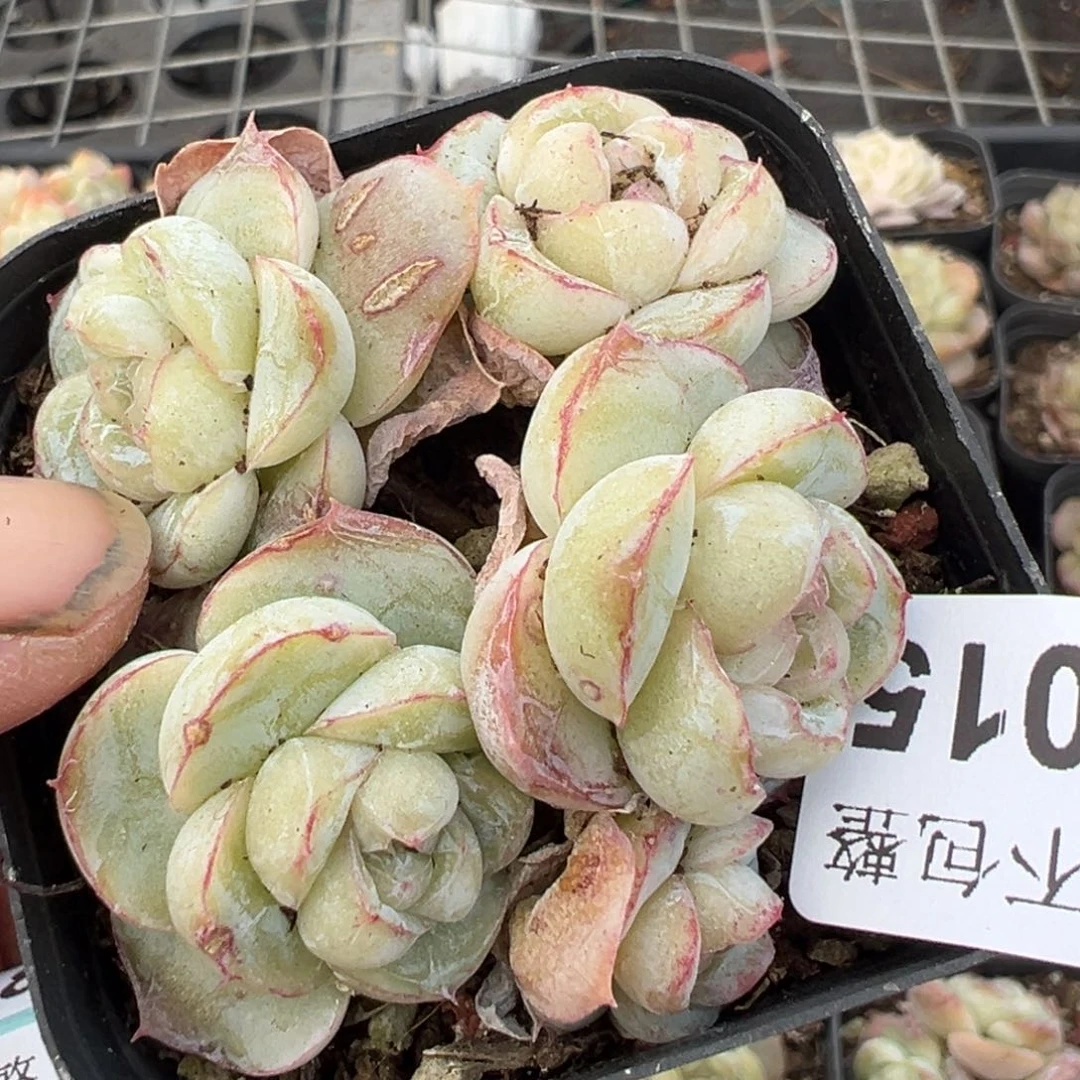 小卡拉米糖心一物一拍14-15