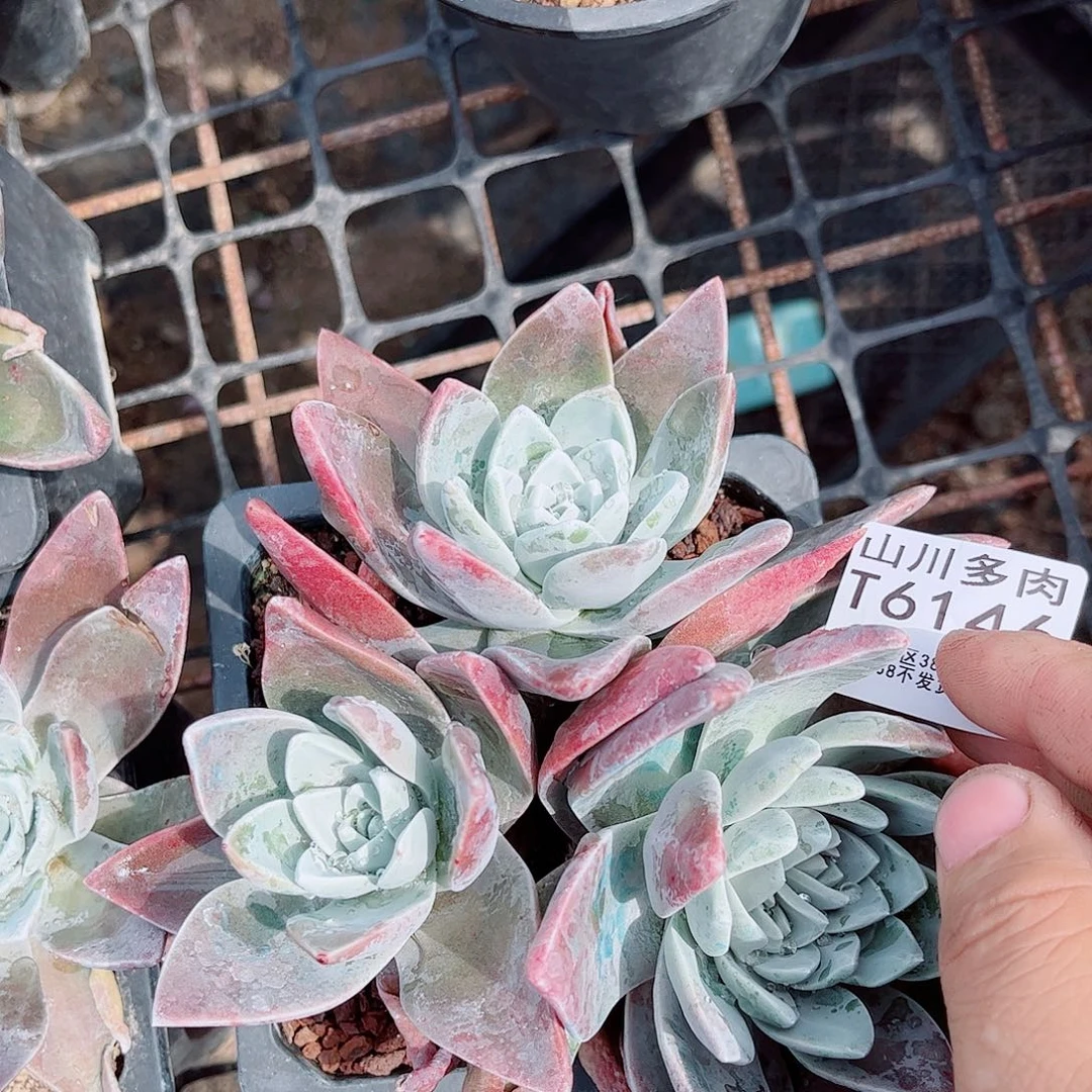 大***?6146泡芙仙女杯多肉