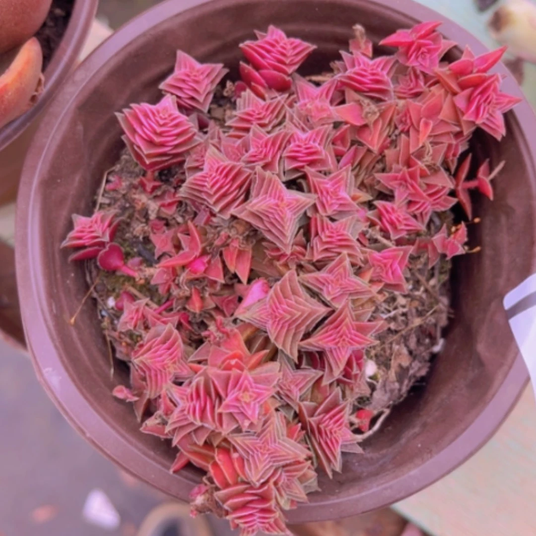 【闪购商品】千层塔07116