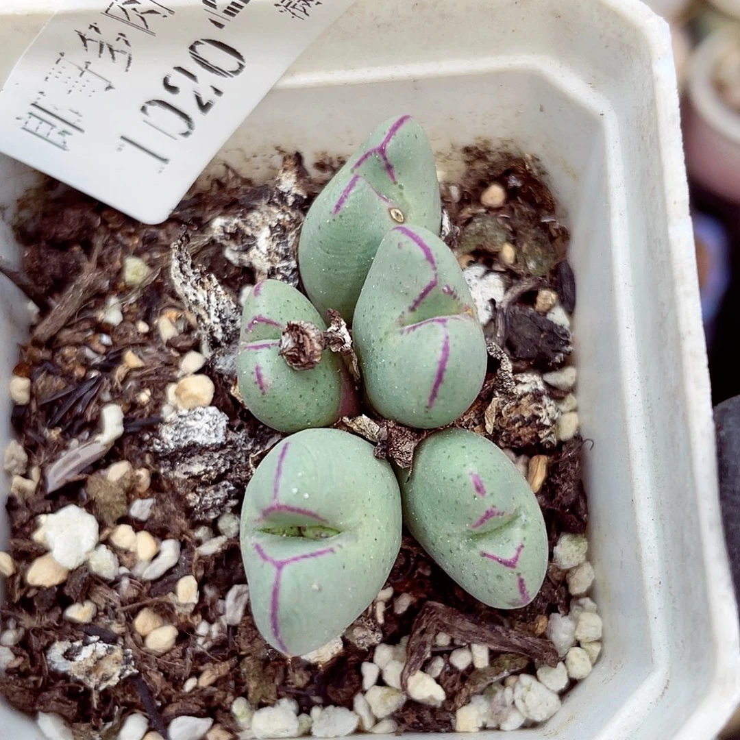 生石花满18包邮1020-202