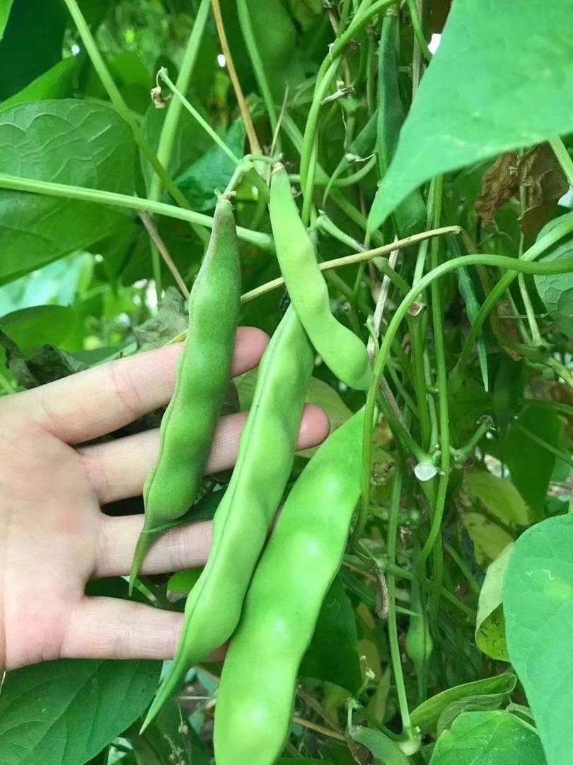 东北冒泡豆角九月青豆角东北油豆角开锅烂无筋无柴