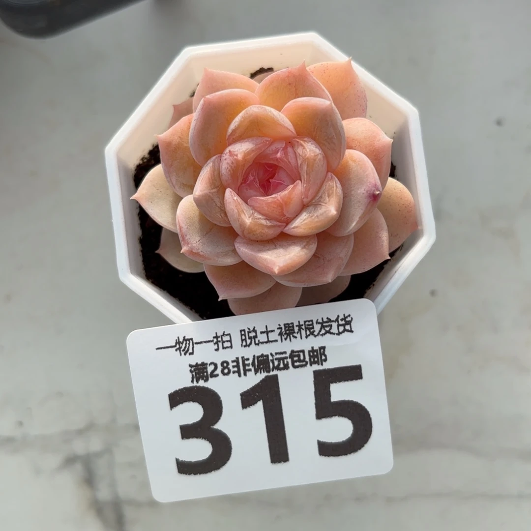 桃夭单头无盆土发货