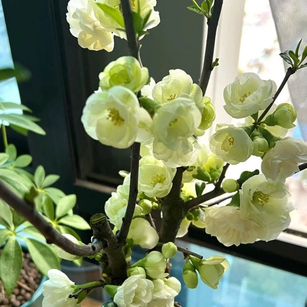 【10年绿宝石海棠花】树苗老桩海棠盆栽阳台庭院好养室内花卉植物