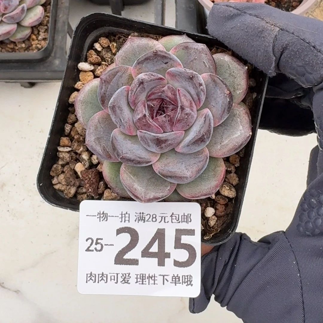 黑冰无盆土发货无盆土