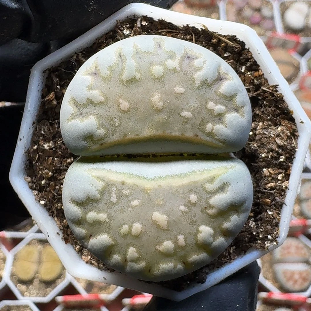 菲***崽生石花11111。  208