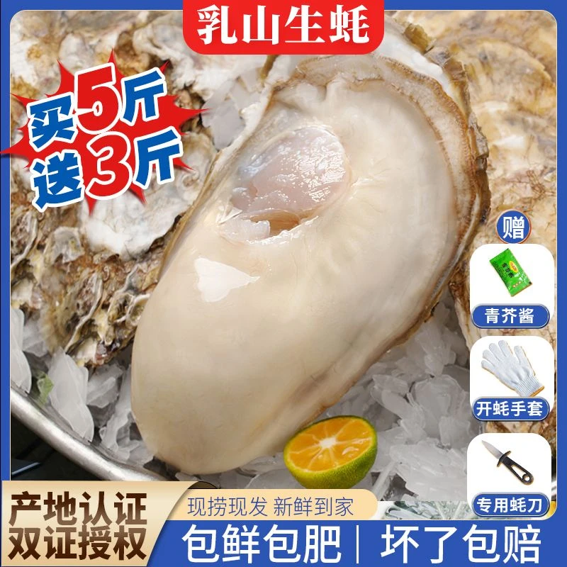正宗乳山生蚝海鲜水产海蛎子新鲜牡蛎冷水蚝产地特大生蚝一箱5斤