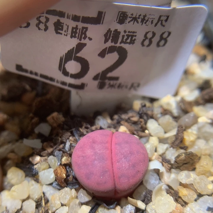 Sss精品生石花62蔓越莓