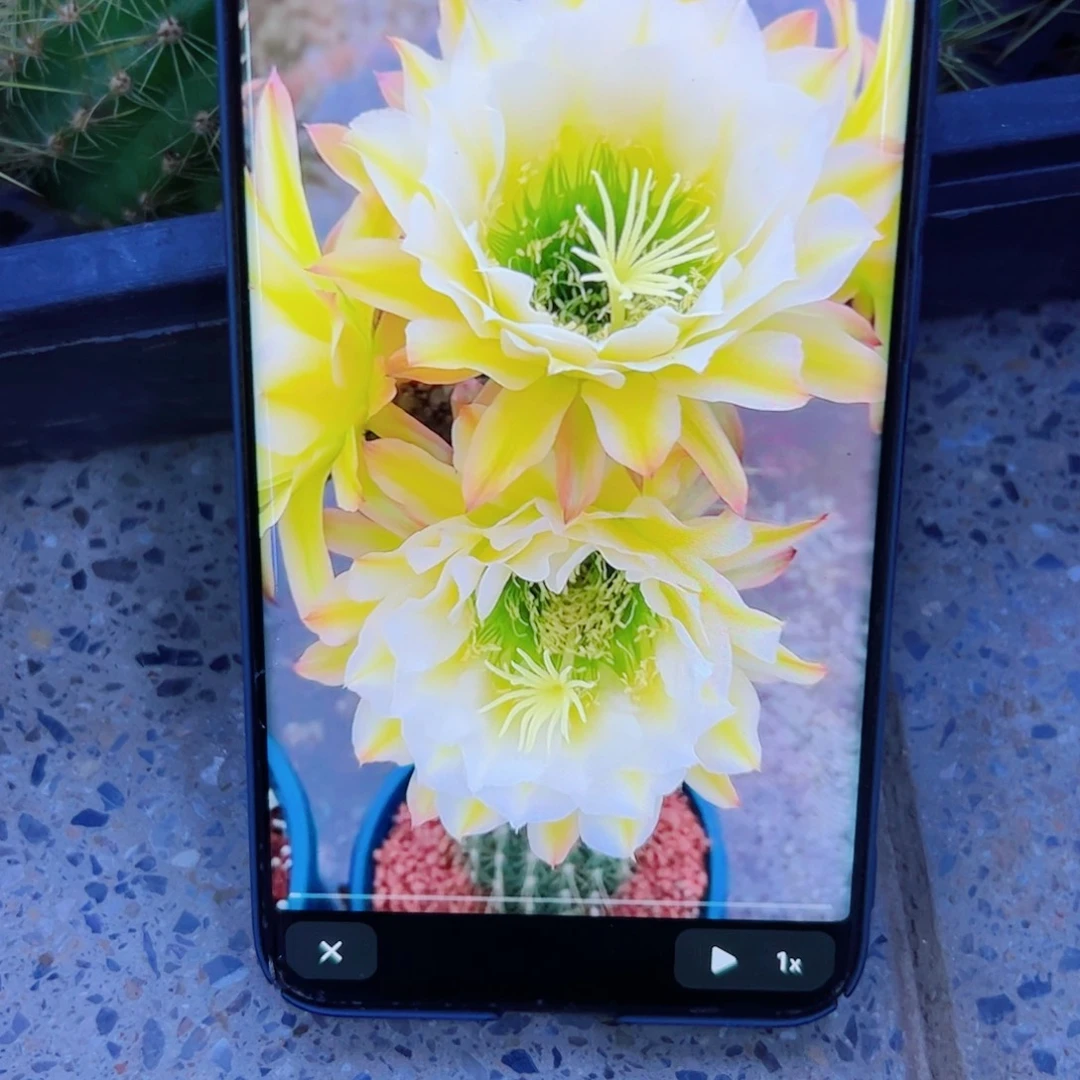 下34毛六月五歪无根侧芽5公分左右20包邮