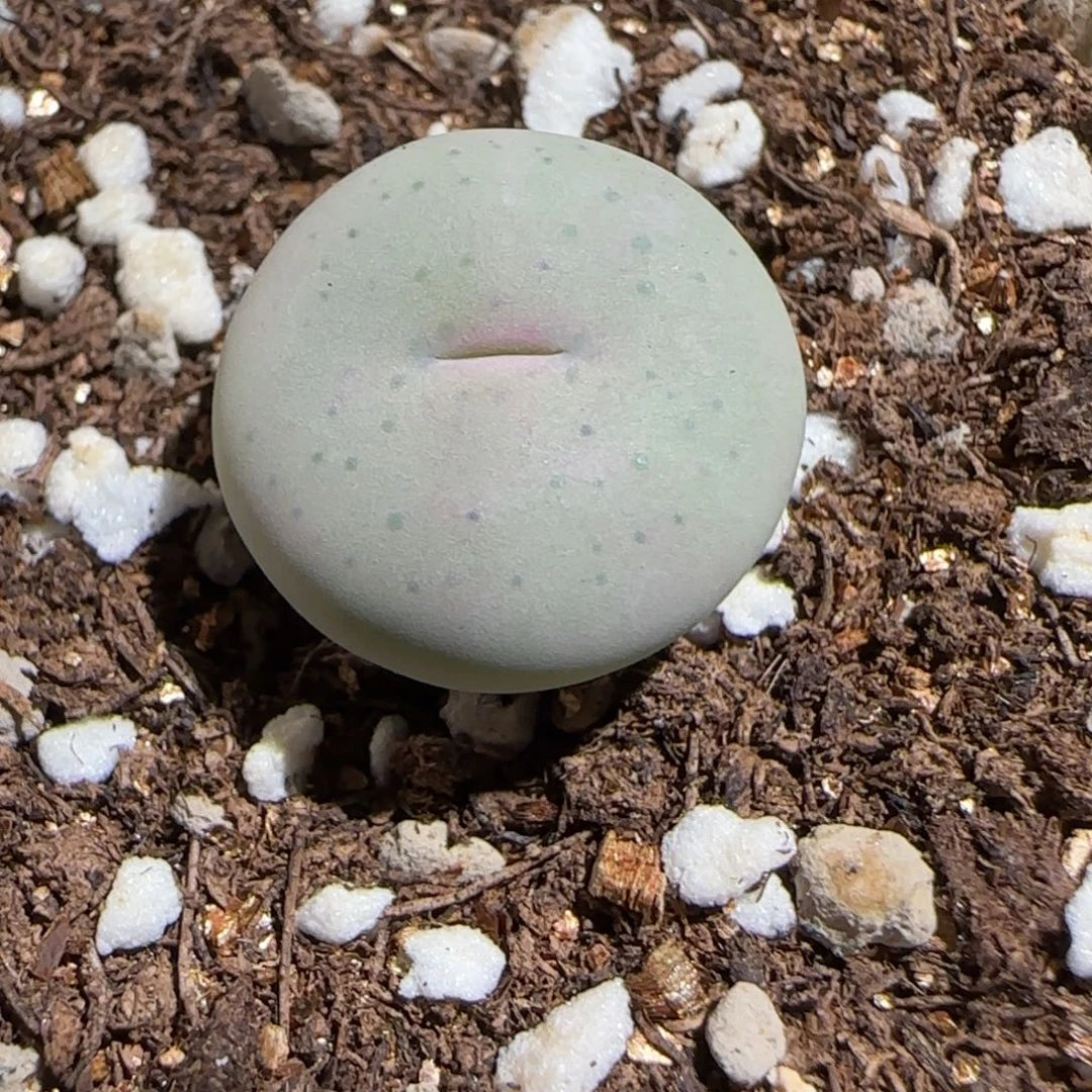 肉锥多肉植物百科-奶油嘴1471