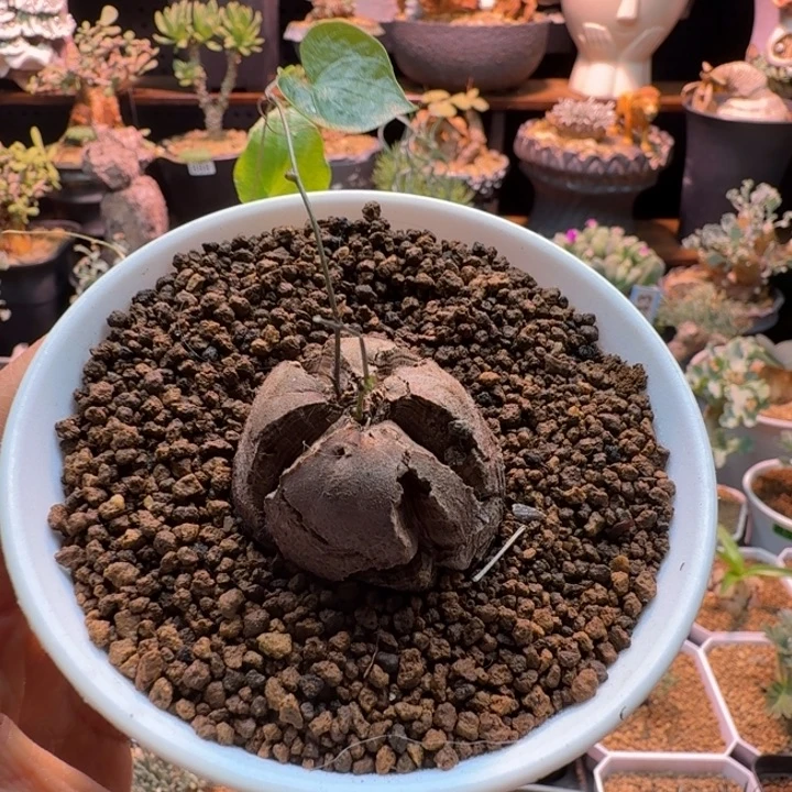 龟甲龙818 仙人球