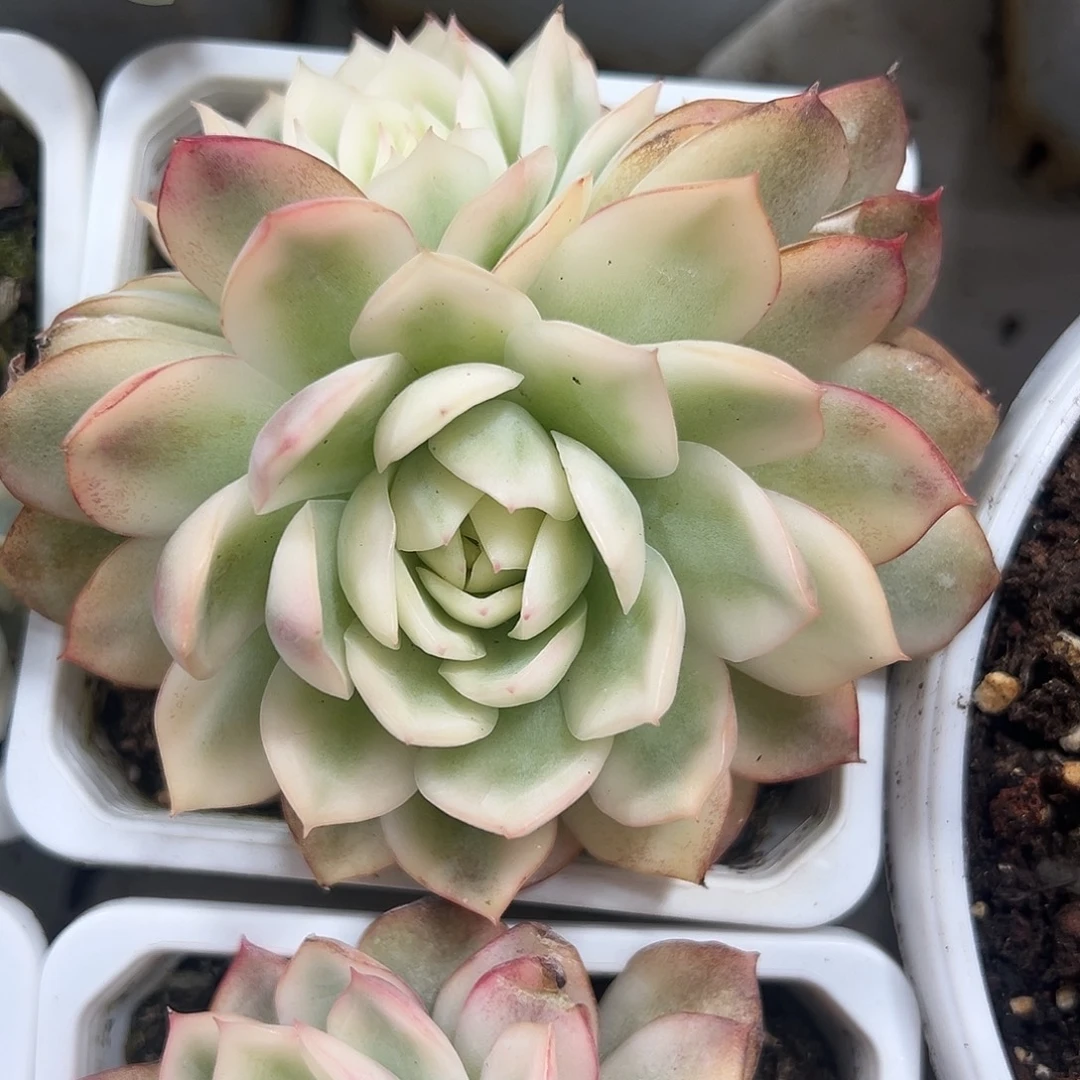 韩水晶锦带侧芽多肉