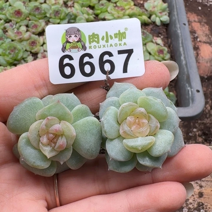 泡***x多肉植物多肉植物