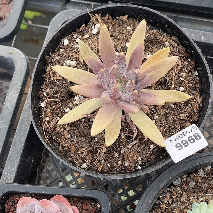 阿雅园艺。      9968杜里万