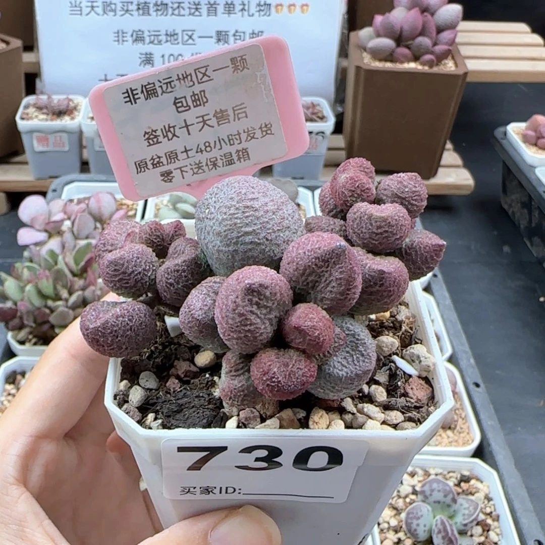 730水蜜桃多肉植物
