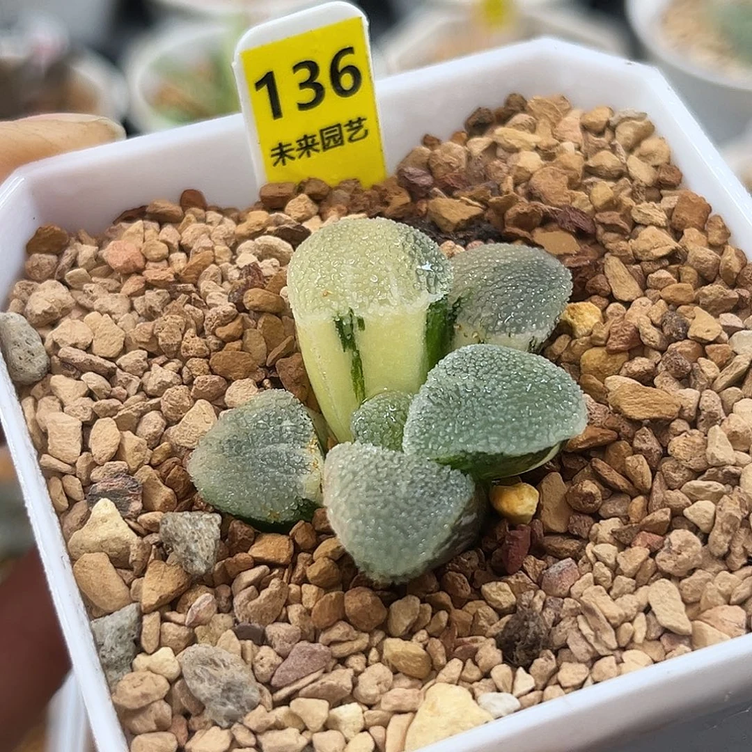 136冰钻磨面寿锦福利福利