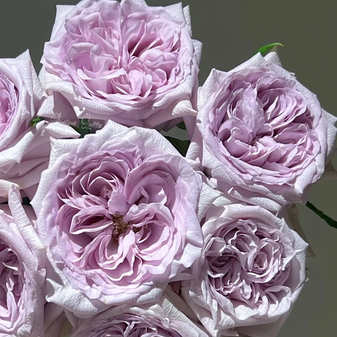 【紫荔枝】盆土苗切花玫瑰多头玫瑰花庭院阳台花园地栽盆栽花卉基地