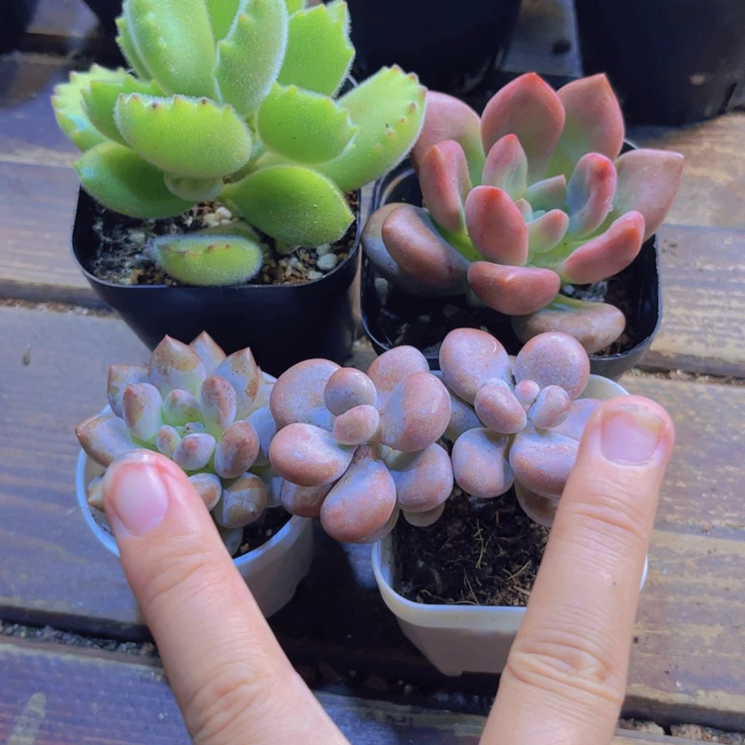 熊。 桃花源。爆炸。桃蛋