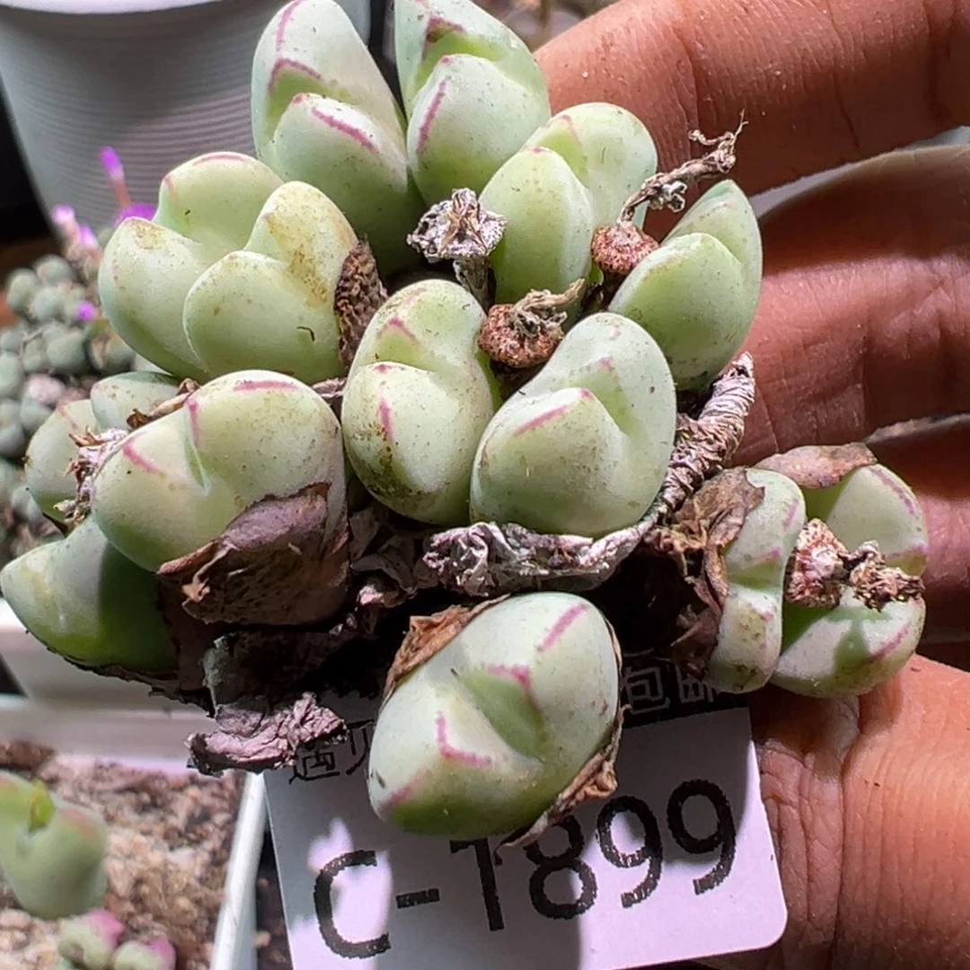 多肉植物1111111111111