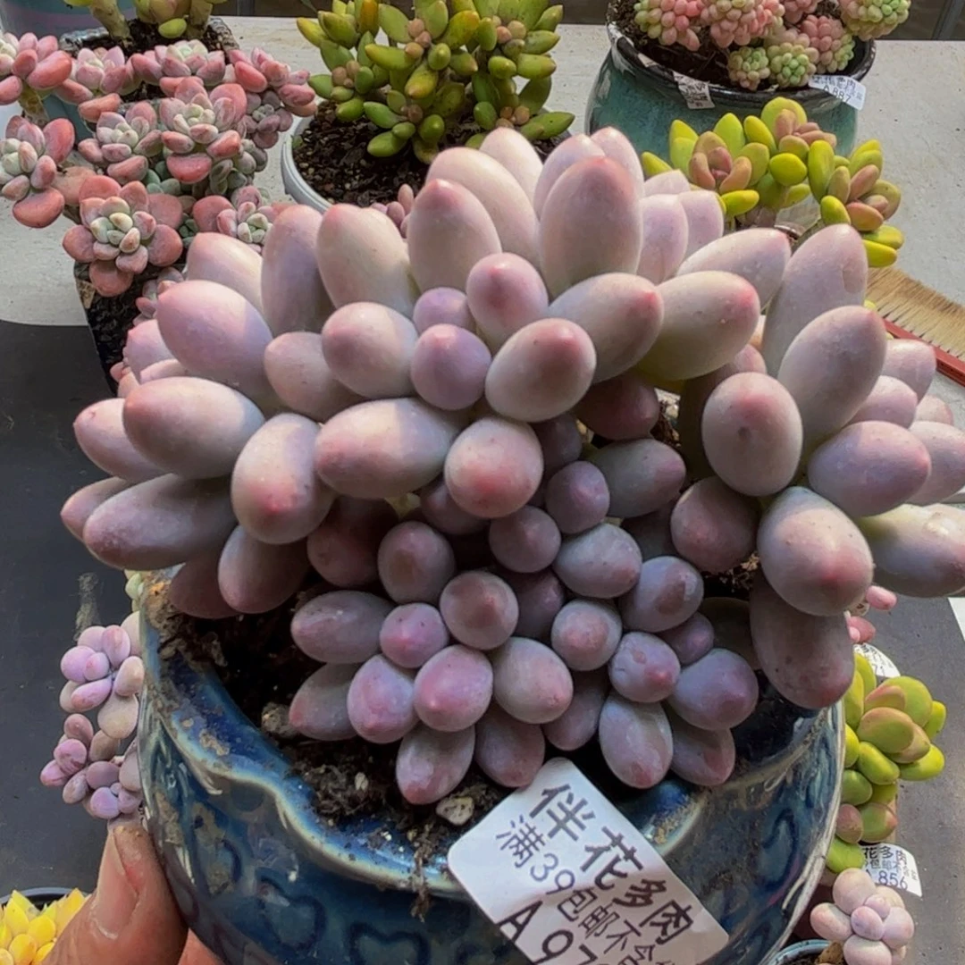 979汤圆奶酪10cm多肉