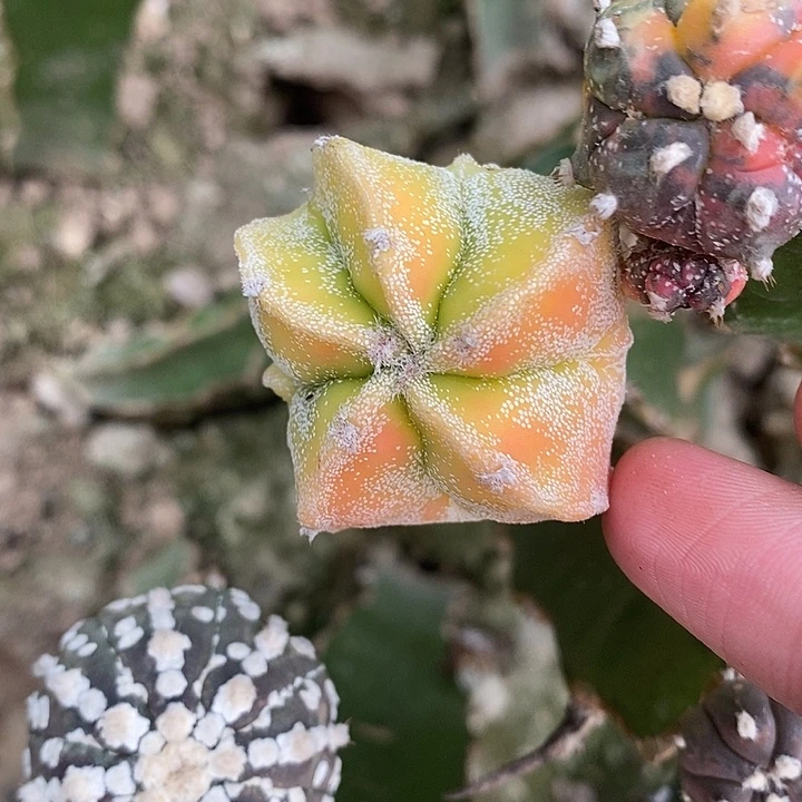 三角苗接银纱鸾锦