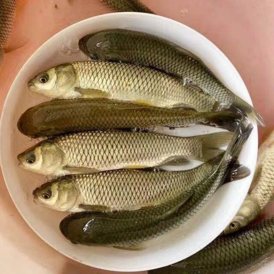 四川发货小鱼水族活体观赏食用均可