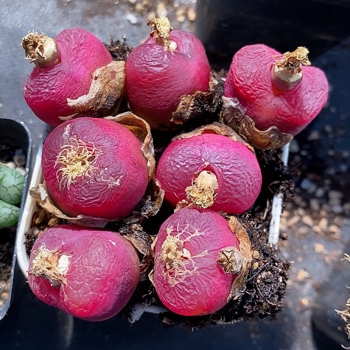 1.8厘米红蟠桃一颗。