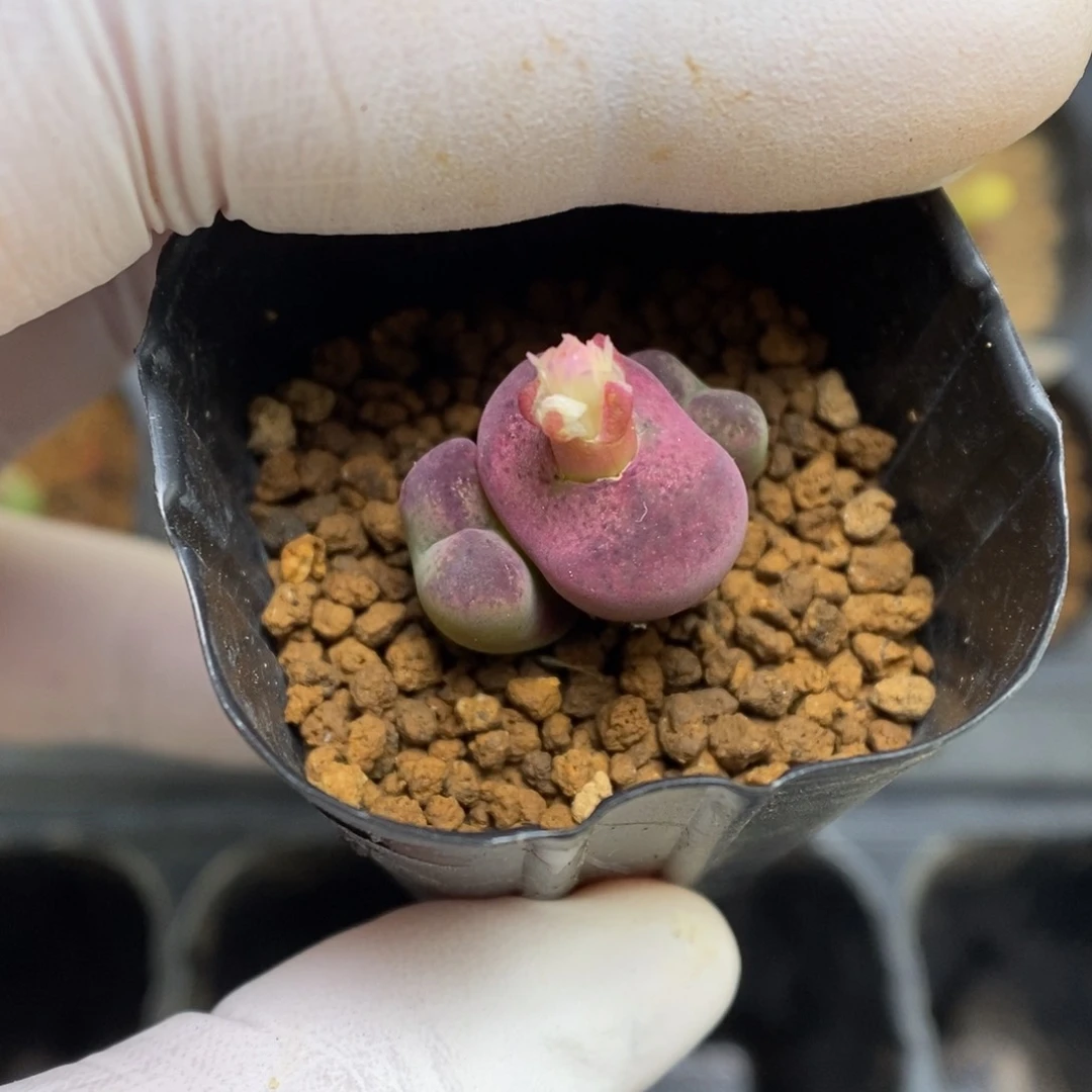 多肉植物肉锥杂交K-4396