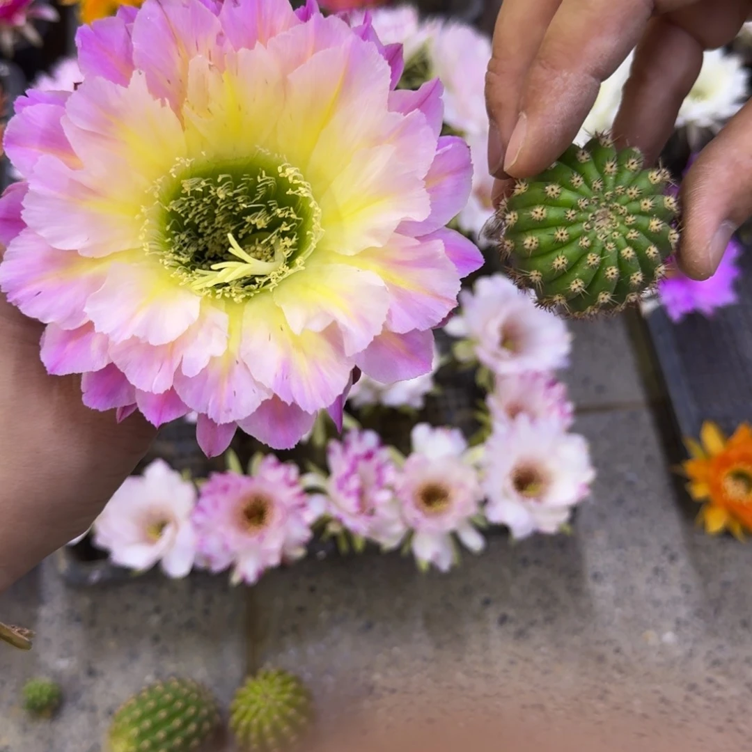 217毛河岸歪无根侧牙4公分左右，20包邮