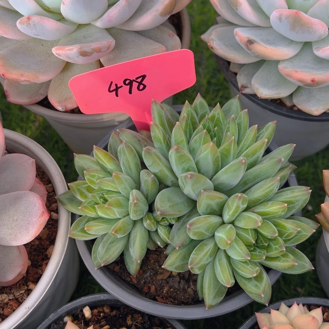 W**丹福利来了来了来了来啦来