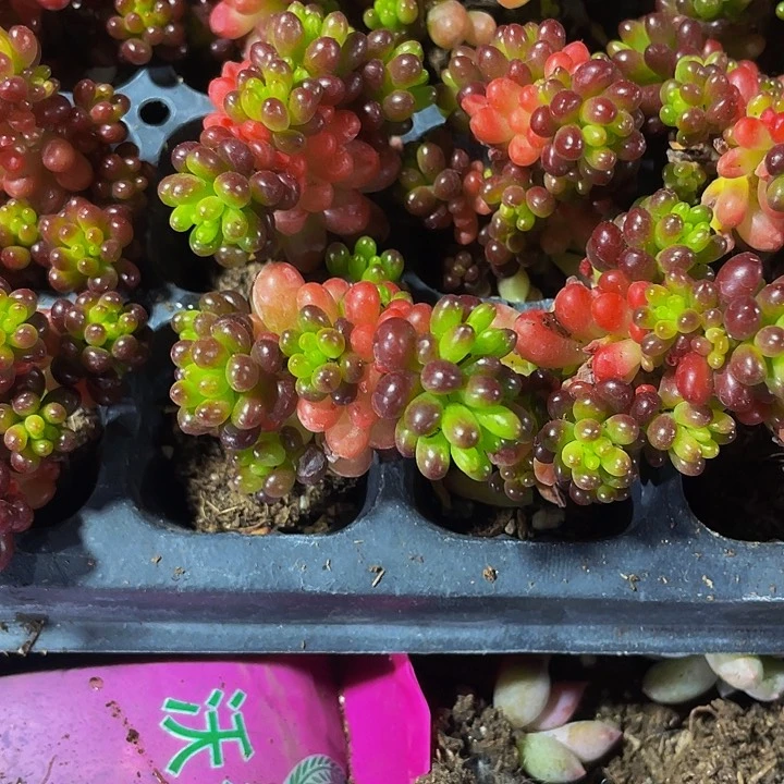 小浆果1元带土发