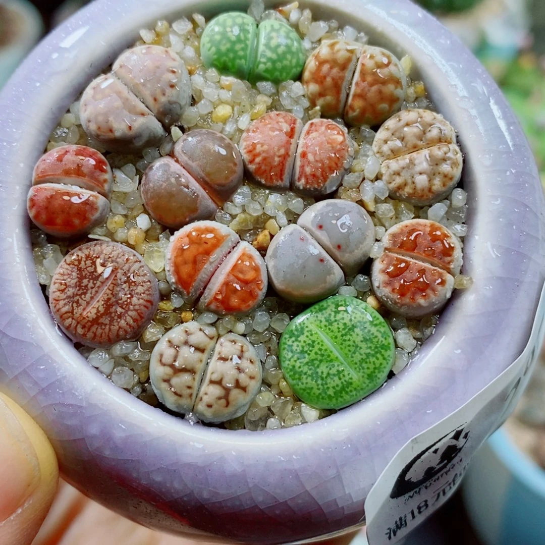 生石花花花花花花花297