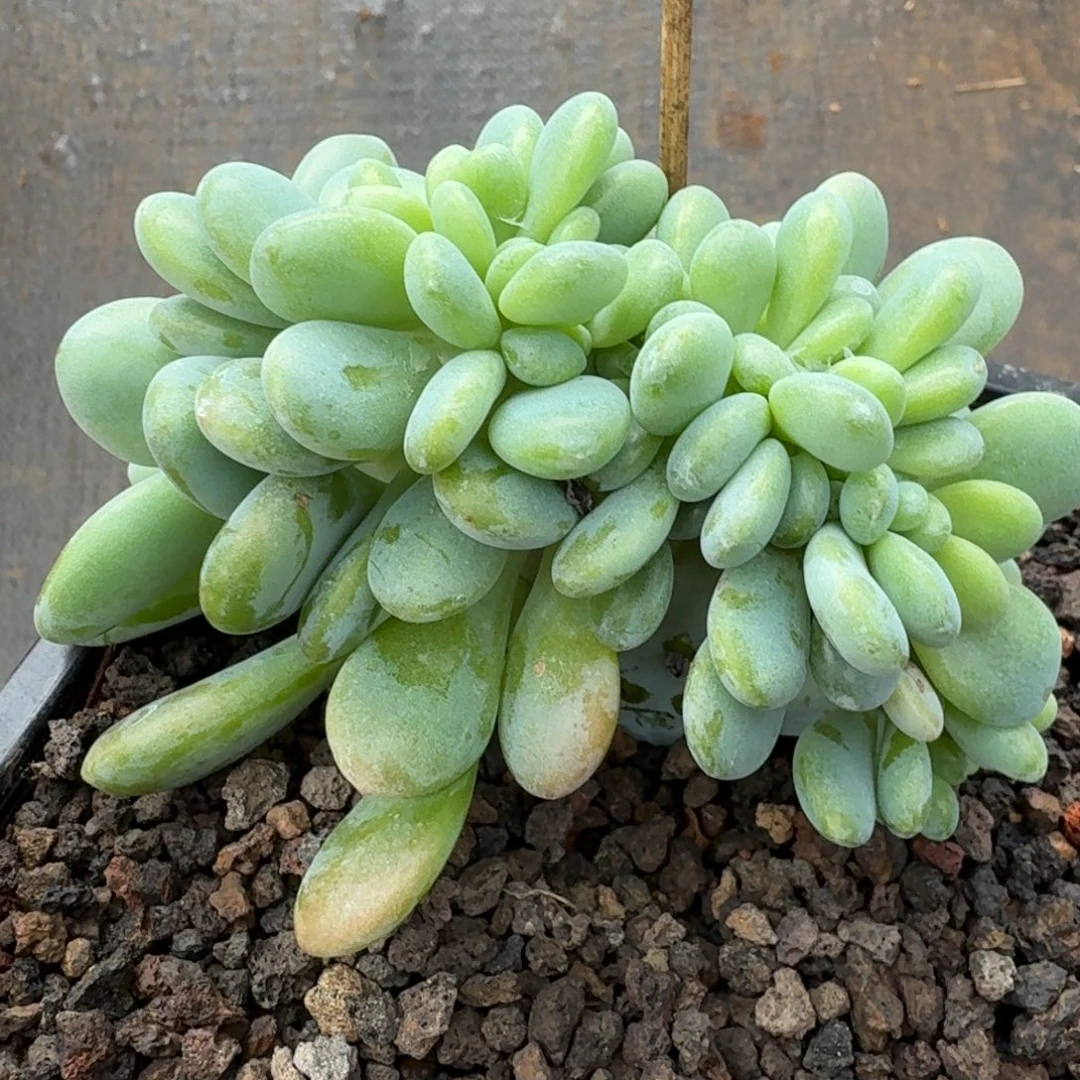 洛神缀化开播福利