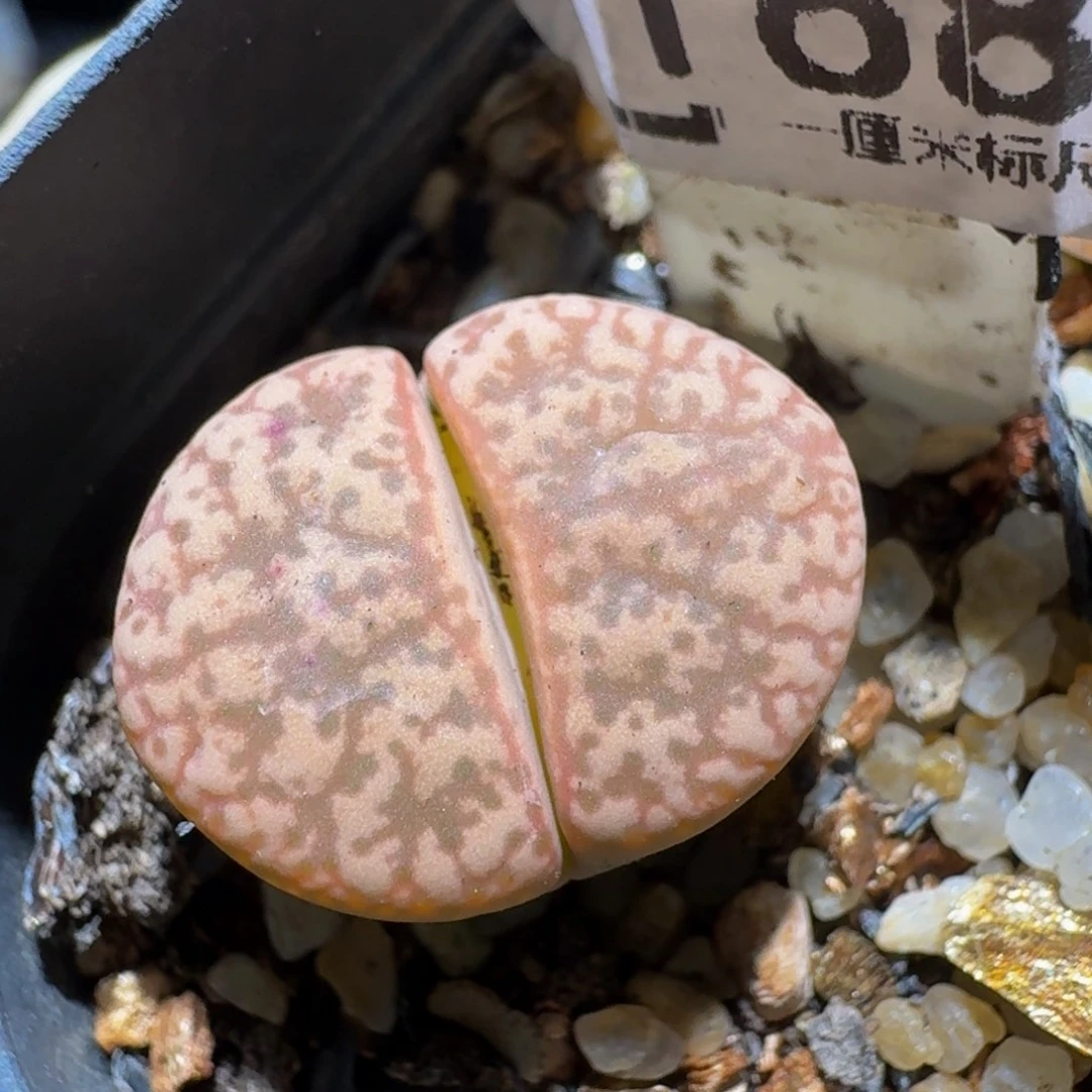 zzzz生石花肉锥1168