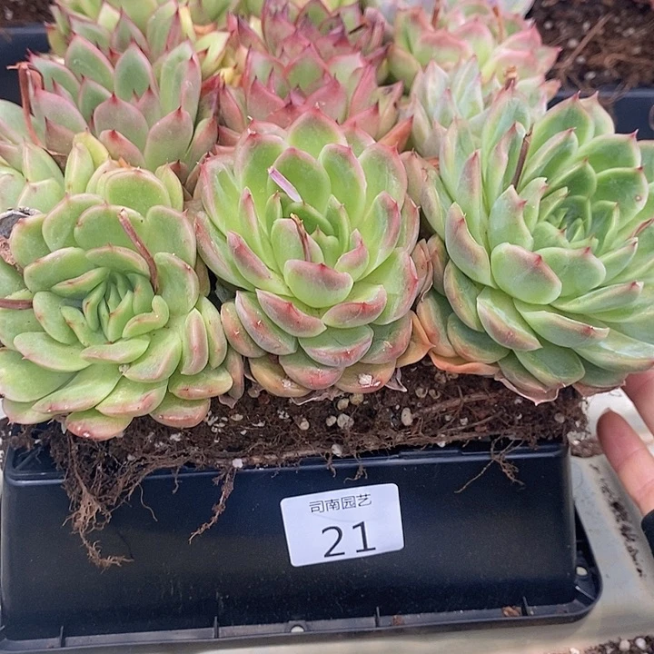 21 多肉植物盆栽花卉植物