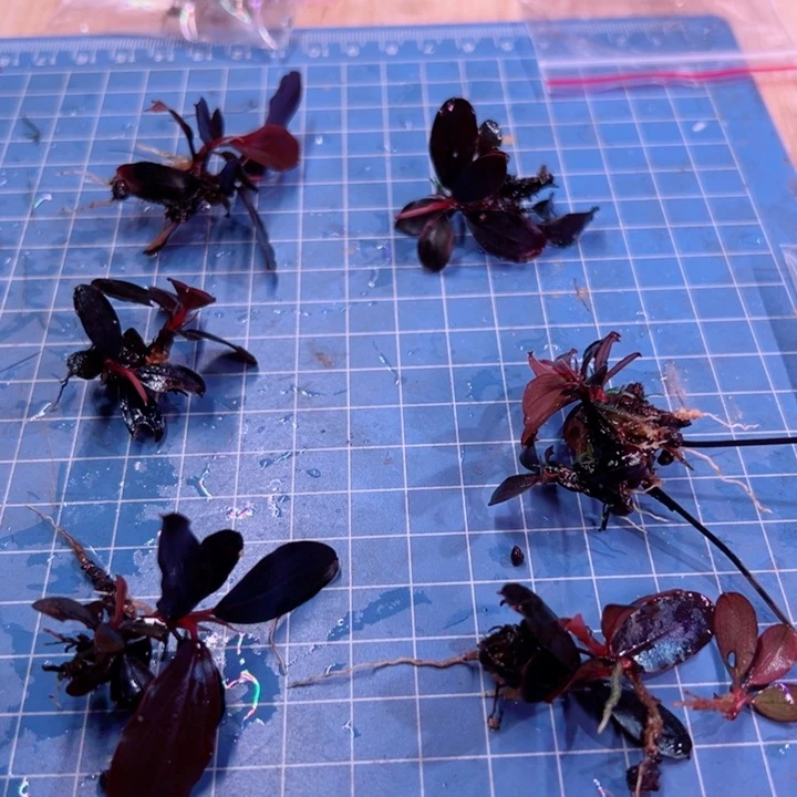 辣椒榕黑天使福利