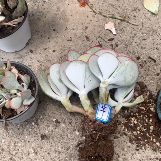****。一物一拍白眉41